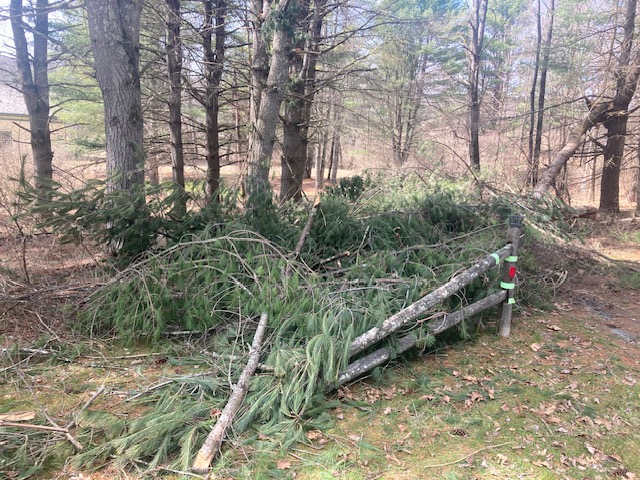 Trees blocking the driveway